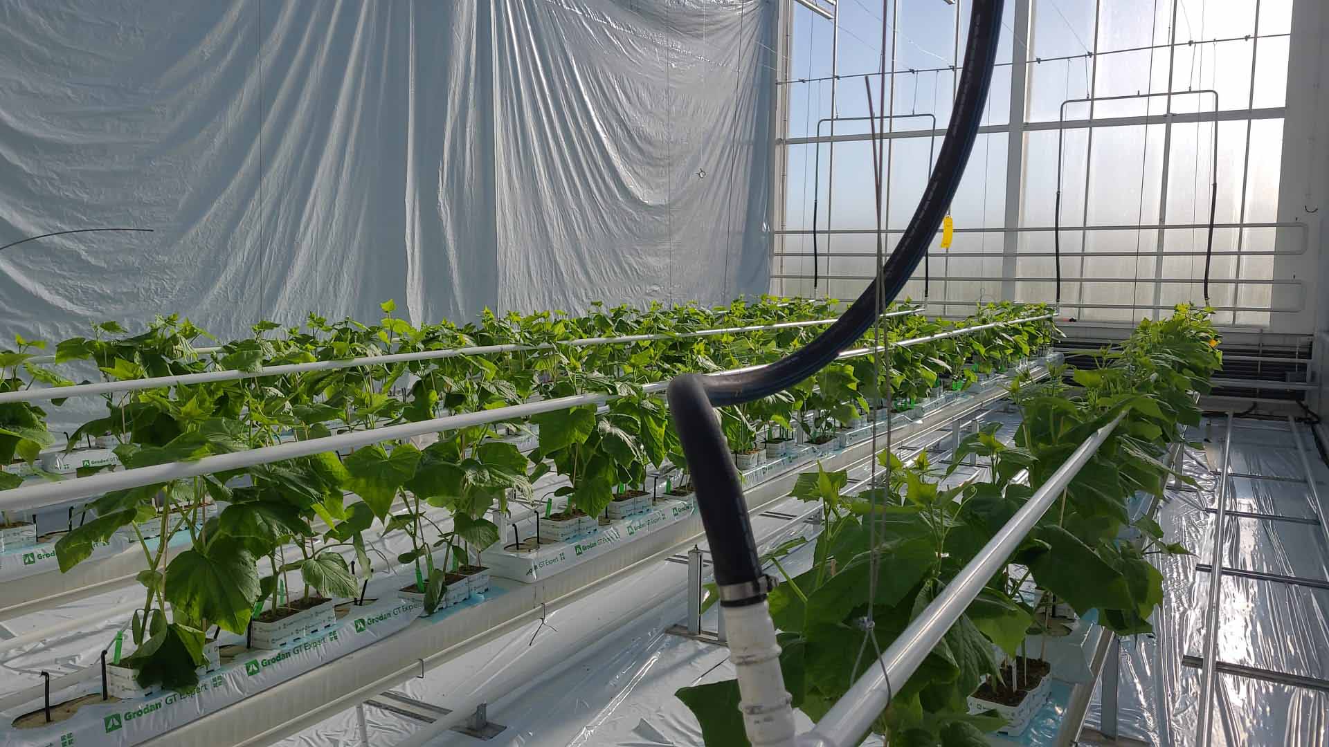 Small Cucumber plants - HortiTech reserach LED lights