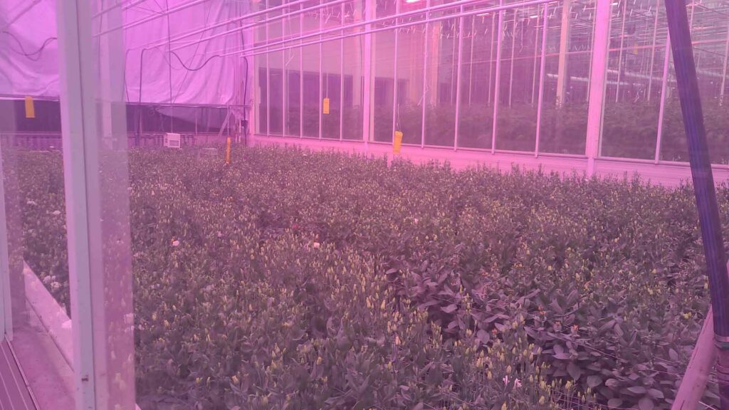 HortiTech - Use Case - Red Horticulture - kas