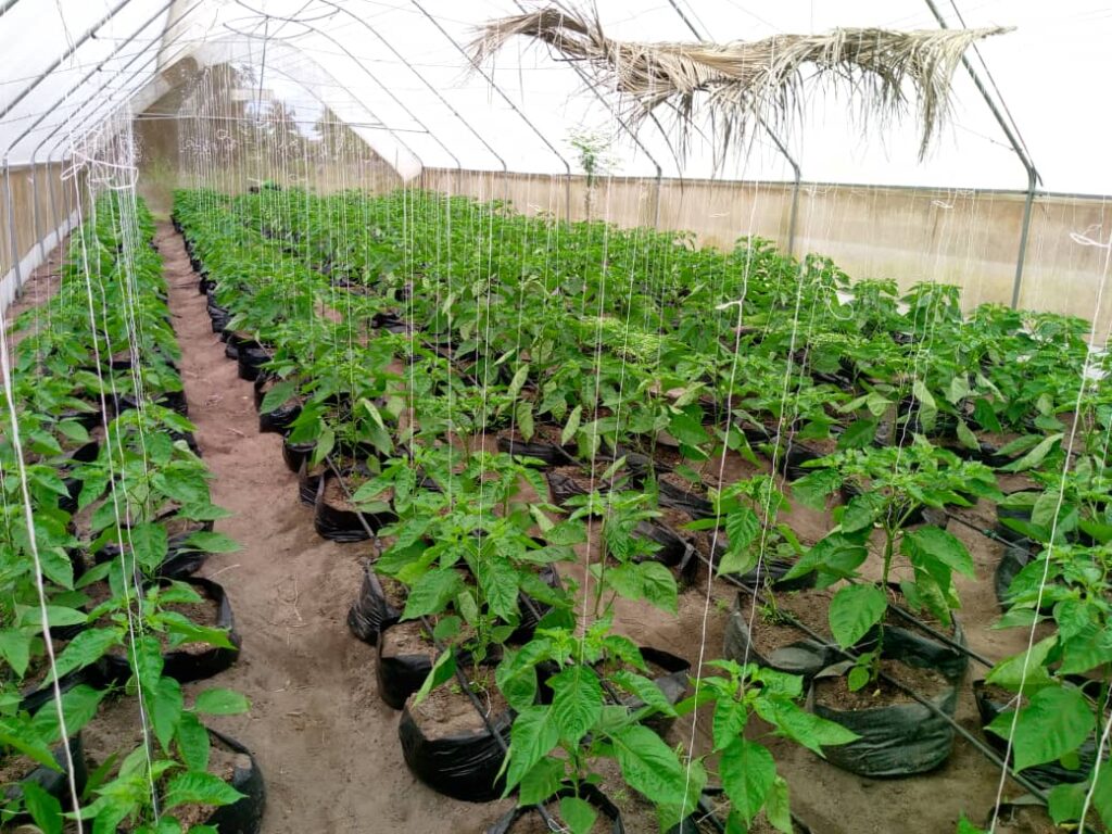 HortiTech - projects - RBA - farms - Nigeria