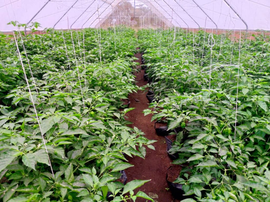 HortiTech - projects - RBA - farms - Nigeria - greenhouse